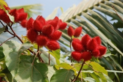 Annatto-fruit-red-Colorau