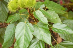 Annatto-leaves-Arnatto