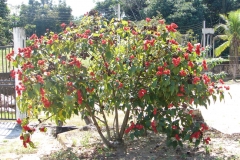 Annatto-plant-Onotillo