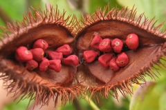 Annatto-seeds-Annata