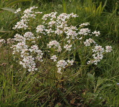 Annual-Candytuft--Plant-growing-wild
