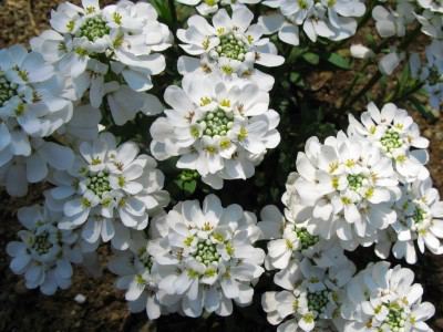 Flowers-of-Annual-Candytuft