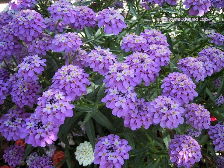 Other-Varieties-of-Candytuft