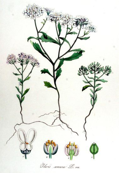 Plant-Illustration-of-Annual-Candytuft