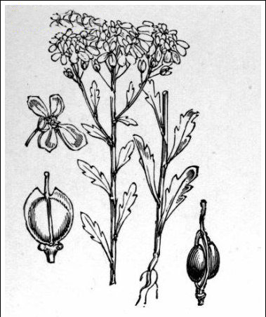 Sketch-of-Annual-Candytuft-plant
