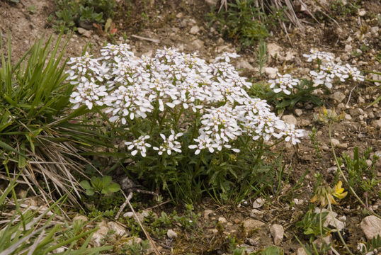 Whole-Annual-Candytuft--Plant