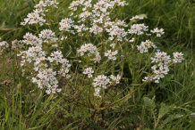 Annual-Candytuft--Plant-growing-wild