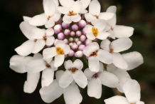 Close-up-view-of-Annual Candytuft Flower