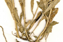 Dried-Annual-Candytuft-plant