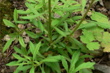 Leaves-of-Annual-Candytuft-plant