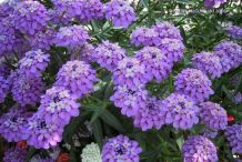 Other-Varieties-of-Candytuft