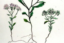 Plant-Illustration-of-Annual-Candytuft