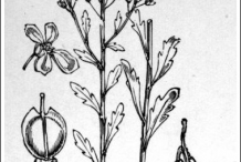 Sketch-of-Annual-Candytuft-plant