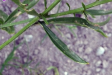 Stem-and-leaves-of-Annual-Candytuft-plant