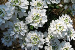 Flowers-of-Annual-Candytuft