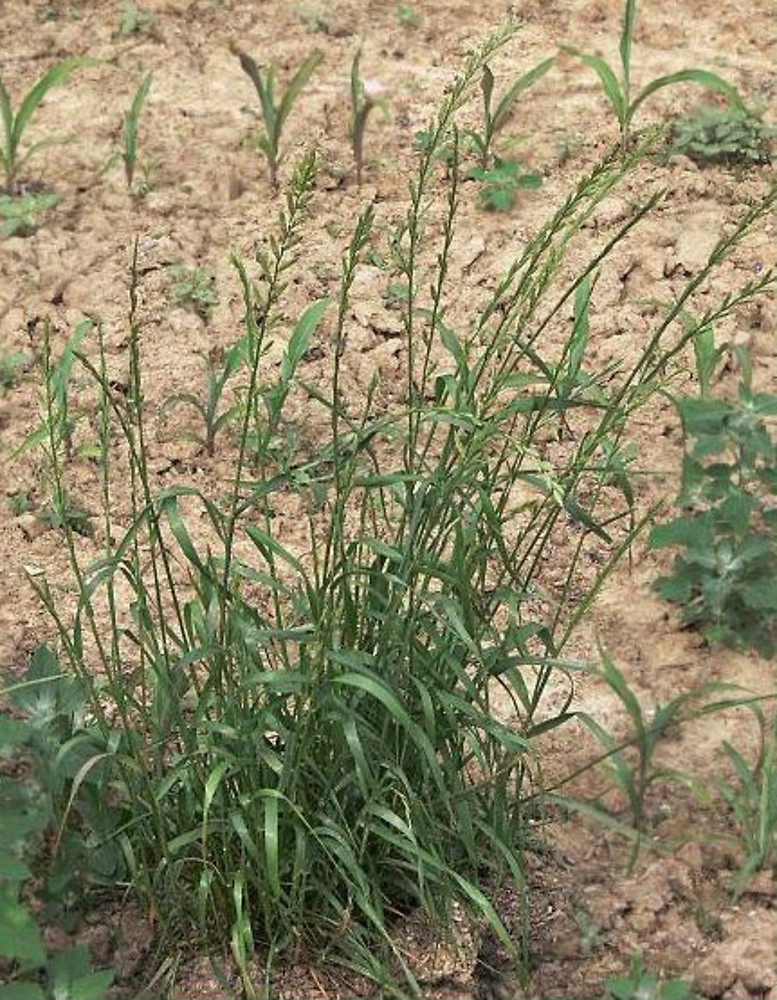 Annual-ryegrass-plant
