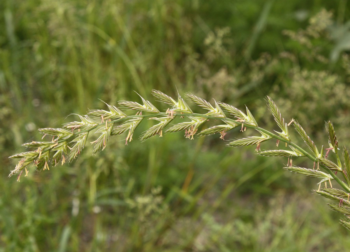 Flowering-spikelets-of-Annual-ryegrass