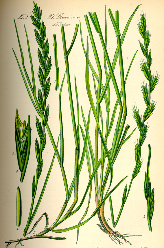 Plant-Illustration-of-Annual-ryegrass