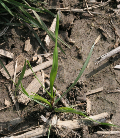 Small-Annual-ryegrass-plant