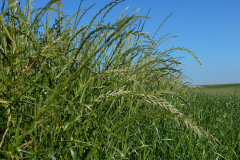 Annual-ryegrass-plant-growing-wild