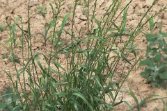 Annual-ryegrass-plant