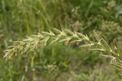 Flowering-spikelets-of-Annual-ryegrass