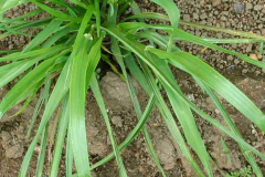 Leaves-of-Annual-ryegrass
