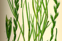 Plant-Illustration-of-Annual-ryegrass