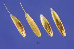 Seeds-of-Annual-ryegrass