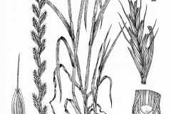 Sketch-of-Annual-ryegrass