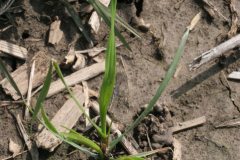 Small-Annual-ryegrass-plant