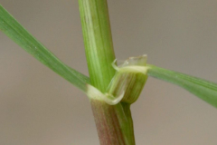 Stem-of-Annual-ryegrass