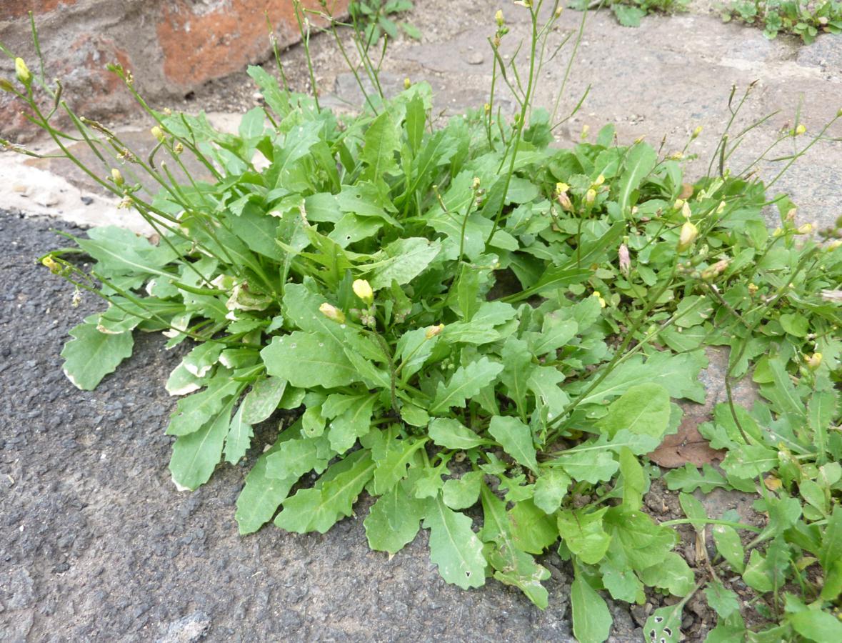 Annual-Wall-Rocket-Plant-growing-wild
