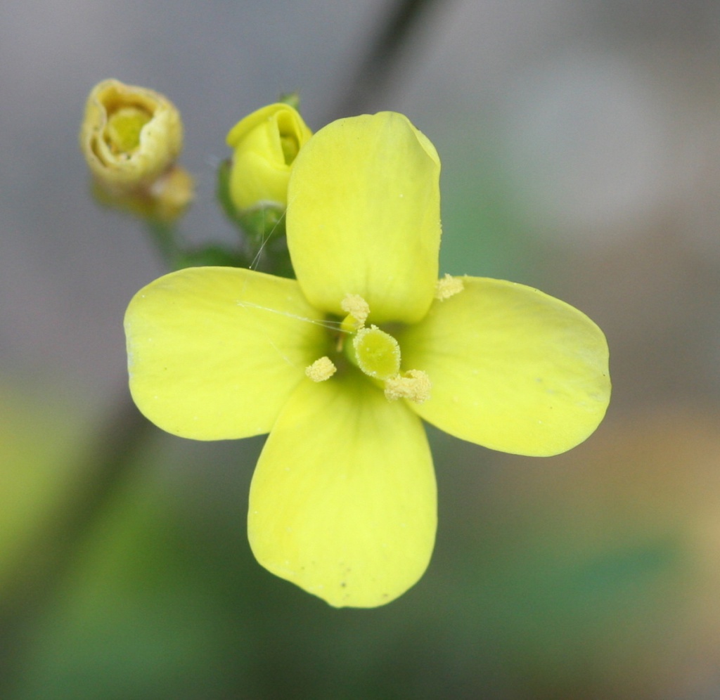 Closer-view-of-flower-of-Annual-Wall-Rocket