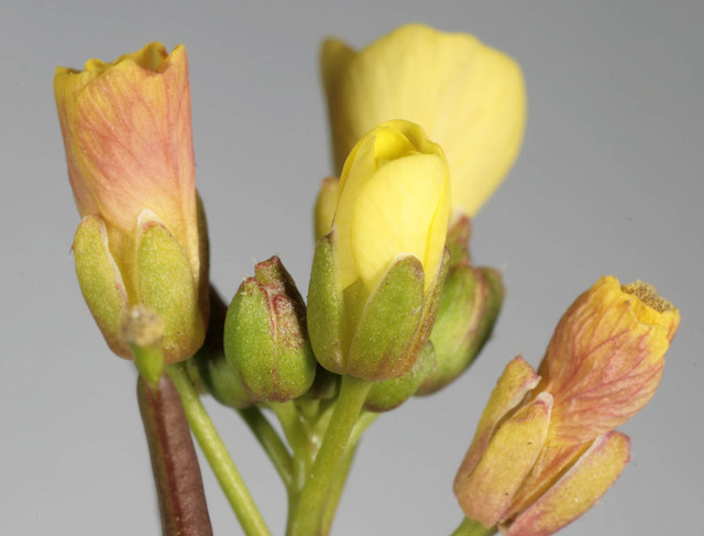 Flowering-buds-of-Annual-Wall-Rocket