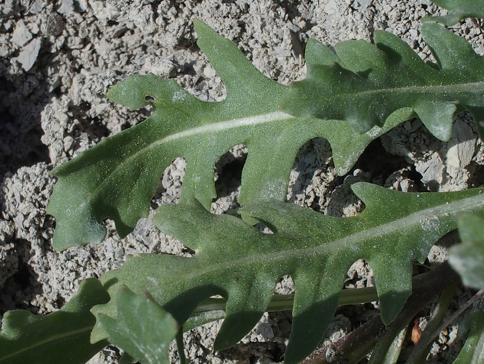 Leaves-of-Annual-Wall-Rocket
