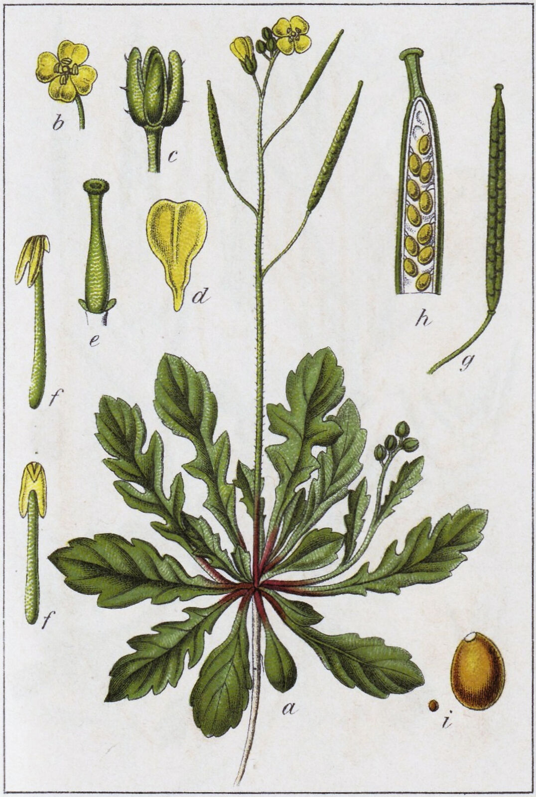 Plant-Illustration-of-Annual-Wall-Rocket