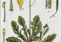 Plant-Illustration-of-Annual-Wall-Rocket