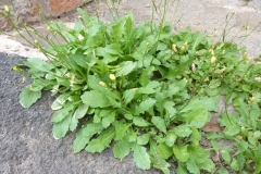 Annual-Wall-Rocket-Plant-growing-wild
