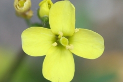 Closer-view-of-flower-of-Annual-Wall-Rocket