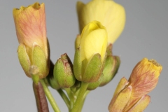 Flowering-buds-of-Annual-Wall-Rocket