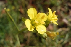 Flowers-of-Annual-Wall-Rocket