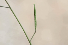 Immature-fruits-of-Annual-Wall-Rocket