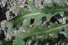 Leaves-of-Annual-Wall-Rocket