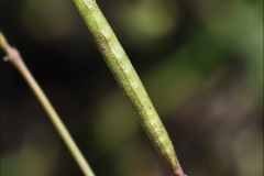 Maturing-Fruits-of-Annual-Wall-Rocket