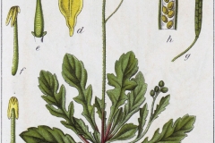 Plant-Illustration-of-Annual-Wall-Rocket