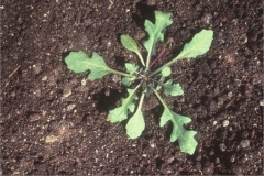 Saplings-of-Annual-Wall-Rocket