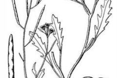 Sketch-of-Annual-Wall-Rocket