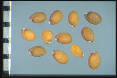 Seeds-of-Annual-Wall-Rocket