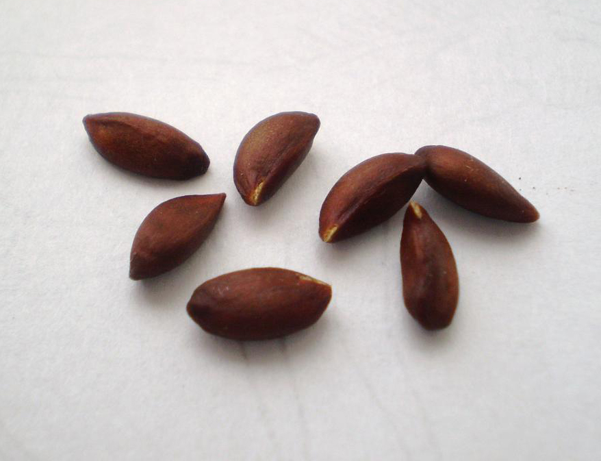 Apple-seeds